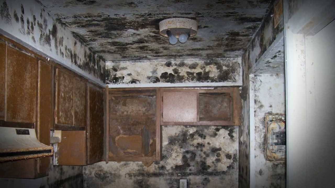Dealing With a Mold Problem in Your Rental House Atlanta Property