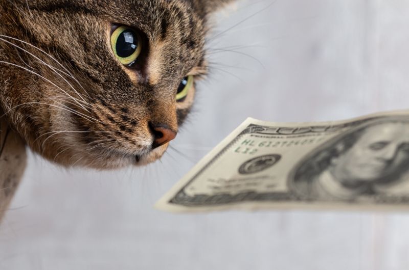 Why Do Landlords Charge for Pets?