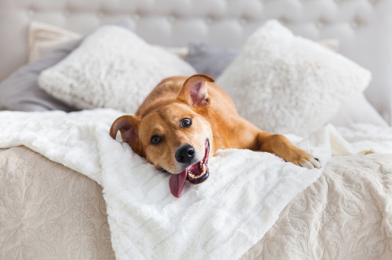 The Benefits of Allowing Pets in Your Rental Property