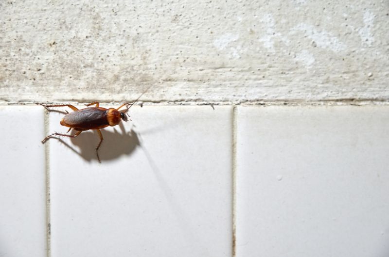 Landlord or Tenant: Who’s Responsible for Pest Control?