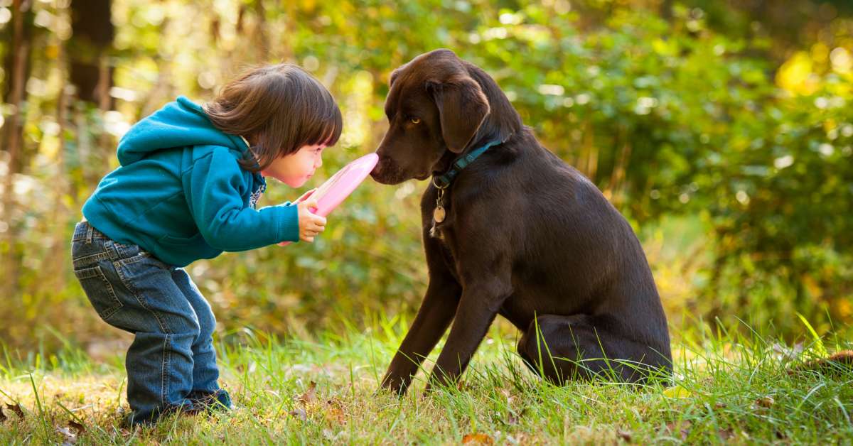 An adorable little girl in a blue hoodie crouching down to tap her black dog on the nose with a pink frisbee.