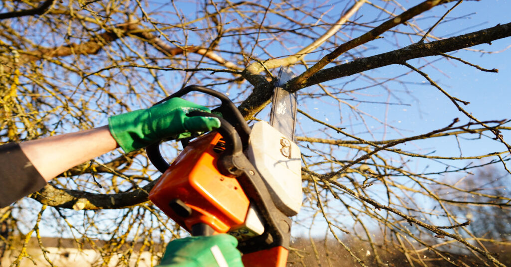 A close-up of a gardener's arms wearing green gloves and using a chainsaw to prune a dead branch from a bare tree.