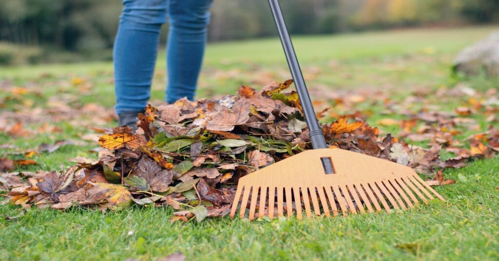 A close-up of a woman's ankles wearing jeans and using an orange rake to create a pile of fallen leaves on a grassy lawn.